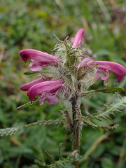 Pedicularis sudetica