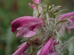 Pedicularis sudetica