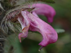 Pedicularis sudetica