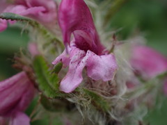 Pedicularis sudetica