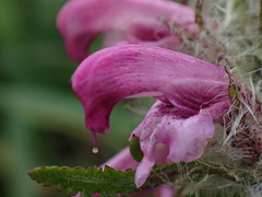 Pedicularis sudetica