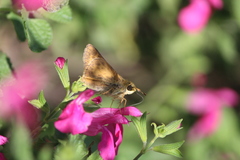 Atalopedes campestris huron