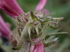 Pedicularis sudetica