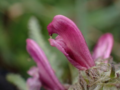 Pedicularis sudetica