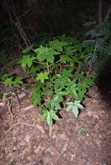 Aleurites moluccanus