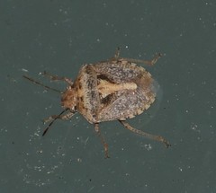 Tepa