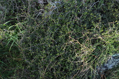 Sophora prostrata