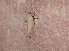 Creatonotos transiens vacillans