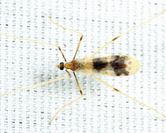 Erioptera venusta