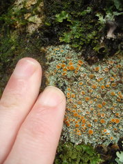 Brigantiaea chrysosticta