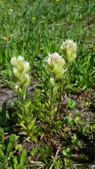 Castilleja parviflora albida