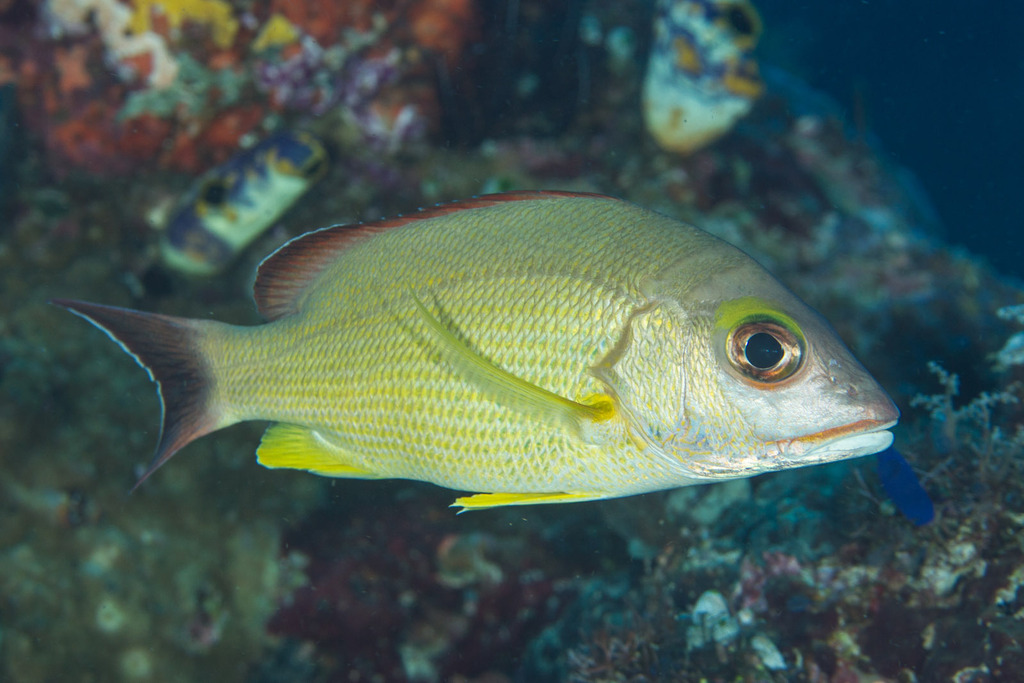 Blacktail Snapper