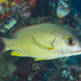 Blacktail Snapper - Photo (c) Mark Rosenstein, some rights reserved (CC BY-NC-SA), uploaded by Mark Rosenstein