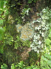 Brigantiaea chrysosticta