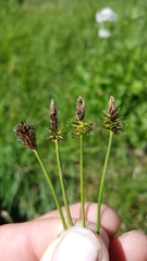 Carex nigricans