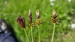 Carex nigricans