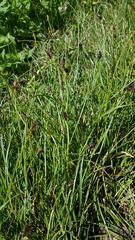 Carex nigricans
