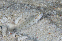 Ctenogobiops feroculus