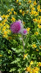 Cirsium edule