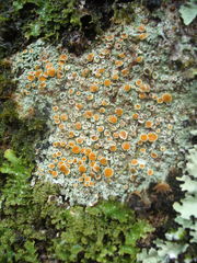 Brigantiaea chrysosticta