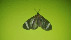 Hyalurga vinosa