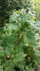 Ribes acerifolium