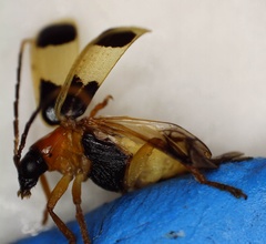 Diabrotica lucifera