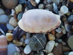 Talostolida pellucens