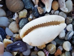 Talostolida pellucens