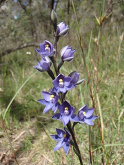 Thelymitra × truncata