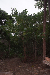 Aleurites moluccanus