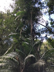 Oenocarpus