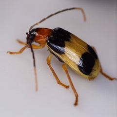 Diabrotica lucifera