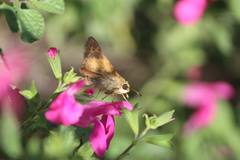 Atalopedes campestris huron