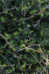 Sophora prostrata