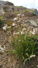 Silene parryi