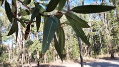 Eucalyptus curtisii