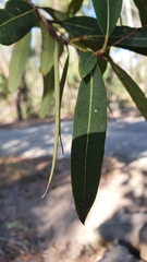 Eucalyptus curtisii