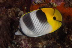 Chaetodon ulietensis