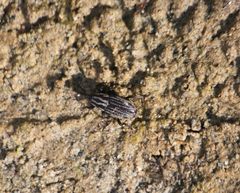 Sphenophorus australis