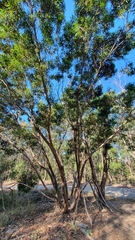 Eucalyptus curtisii