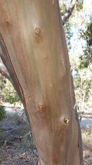 Eucalyptus curtisii