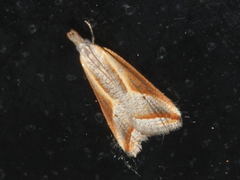 Arotrophora arcuatalis