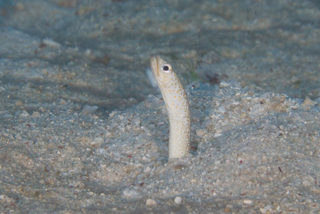 Klausewitz's garden eel (Gorgasia klausewitzi) — Congridae