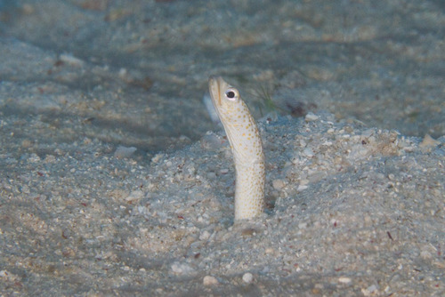 Klausewitz's garden eel (Gorgasia klausewitzi) — Congridae