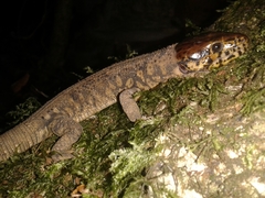 Lepidophyma