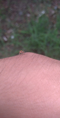 Araneae
