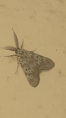 Sommeria marchalii
