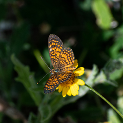Texola elada ulrica
