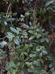 Elaeocarpus holopetalus